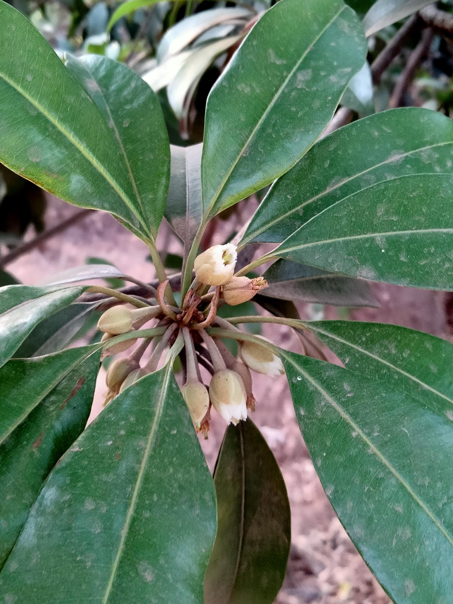 Manilkara zapota